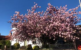 Cherry Tree